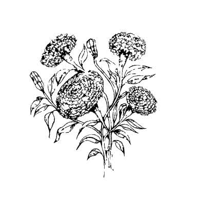 Kinnari Sanghavi Studio